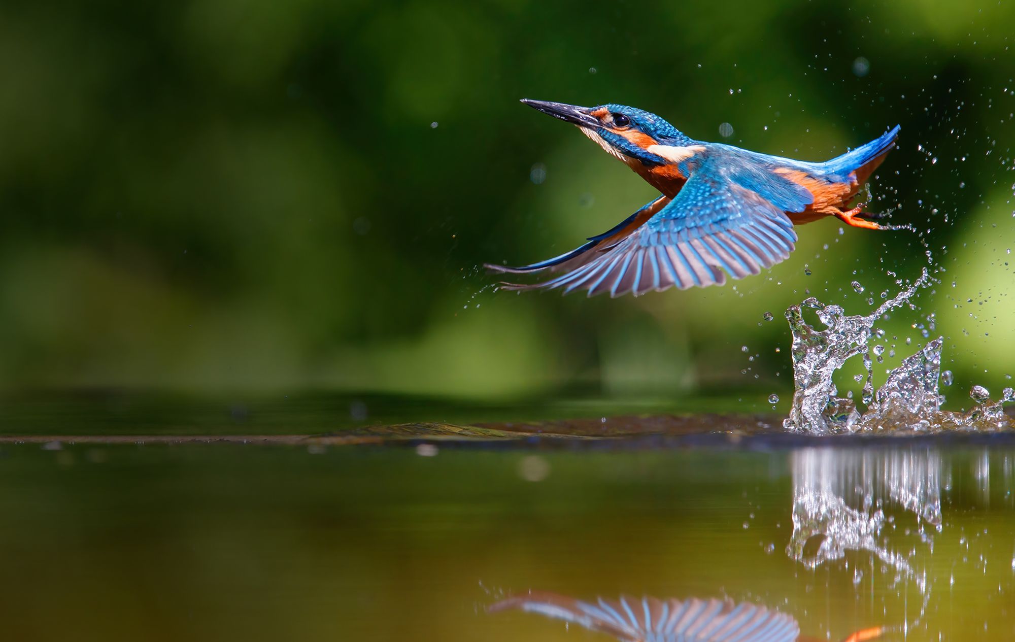 Kingfisher,<br>symbol of SILON<br>and love for nature
