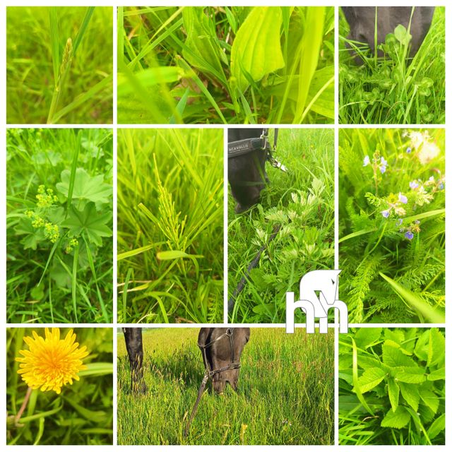 126cf021-incollage-20250509-104218518.jpeg
