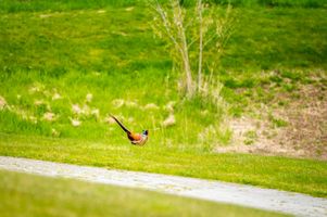 c265cdc3-golf-berovice-20230428-204-mhe.jpeg