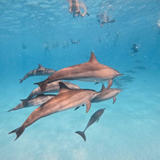 Retreat in Red Sea with Orpheus B