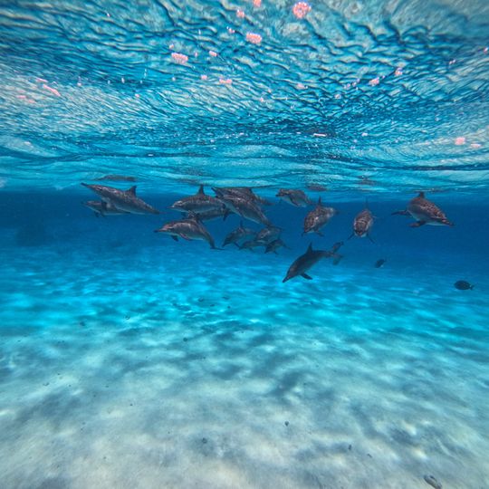 Plavání s Delfiny / Egypt